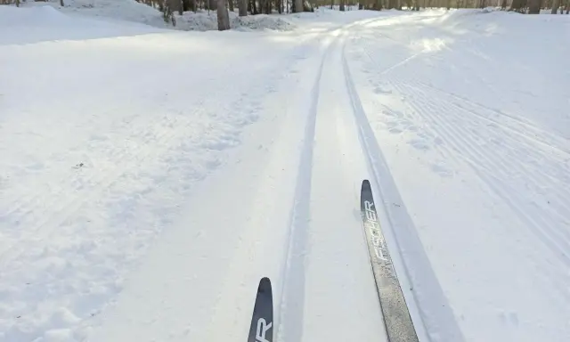 Färska skidspår i snön, redo för skidåkning i Luleå. Solen lyser genom träden och skapar ett vackert vinterlandskap.