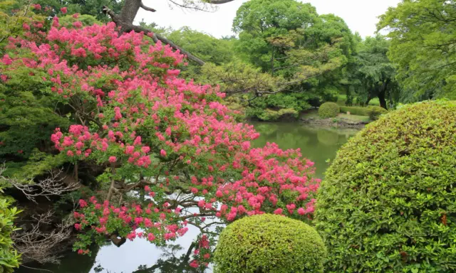 Magnifique lilas des Indes en pleine exposition, ses fleurs roses éclatantes se reflétant dans l'eau paisible d'un étang, entouré d'une végétation luxuriante.