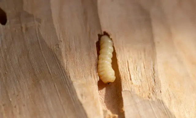 Une larve, une vraie bête à bois, creuse son chemin dans le bois clair.