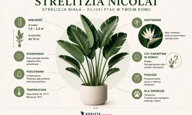 Strelitzia nicolai pielęgnacja: duża, tropikalna roślina z białymi kwiatami. Wymaga jasnego światła, umiarkowanego podlewania i przepuszczalnego podłoża. Toksyczna dla zwierząt.