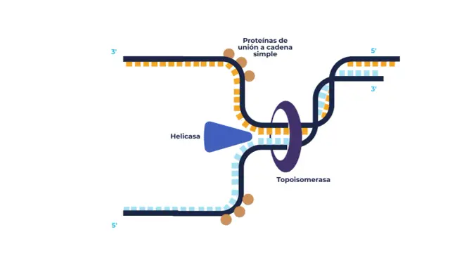 Ilustración de la replicación del ADN: la helicasa separa las cadenas, las proteínas de unión a cadena simple las estabilizan y la topoisomerasa alivia la tensión.