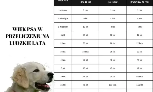 Tabela porównuje wiek psa w ludzkich latach, pokazując, jak długo rośnie pies kundel w zależności od jego wielkości.
