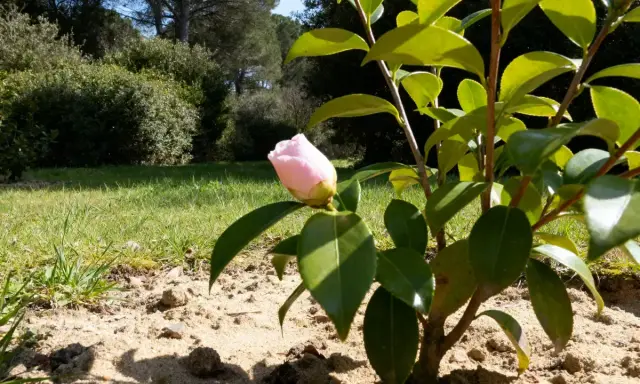 Un bouton de camélia fleur rose pâle se dresse sur sa tige verte, prêt à éclore dans un jardin ensoleillé.