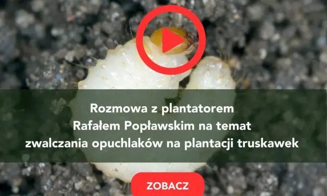 Larwa opuchlaka w ziemi. Rozmowa o skutecznym zwalczaniu opuchlaków na plantacji truskawek. Zobacz!