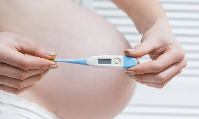 Mani di donna incinta tengono un termometro digitale. Monitorare la temperatura è importante per escludere la febbre in gravidanza.