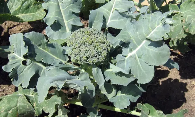 Gros plan sur un chou-fleur vert et frais, prêt pour la récolte. Ses feuilles larges et dentelées entourent la tête compacte, promettant une belle récolte.