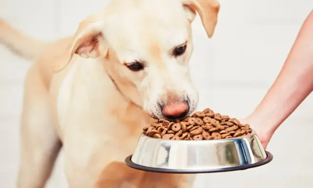 Un chien renifle sa gamelle, signe qu'il a trouvé la meilleure nourriture pour chien diabétique.