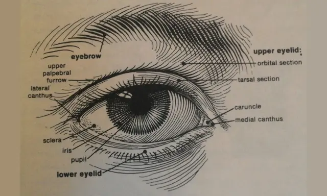 Anatomia oka: zaznaczone brwi, górna i dolna powieka, tęczówka, źrenica, twardówka, kąciki oka.