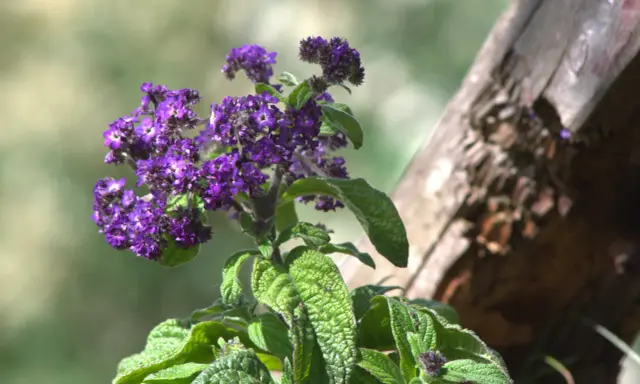 Lila Blüten am Strauch, eine von vielen bienenfreundlichen Balkonpflanzen.