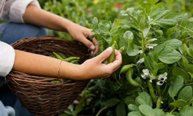 Main récolte de fèves dans le potager. Les mains cueillent les gousses vertes pour les mettre dans un panier en osier.