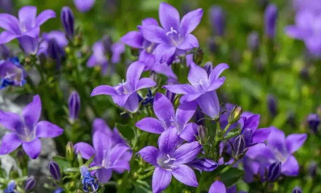 Urocza campanula w doniczce, jej fioletowe kwiaty rozkwitają na tle zieleni.