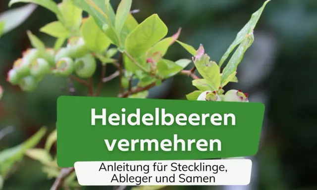 Grüne Heidelbeeren an einem Strauch. Text: "Heidelbeeren vermehren. Anleitung für Stecklinge, Ableger und Samen.