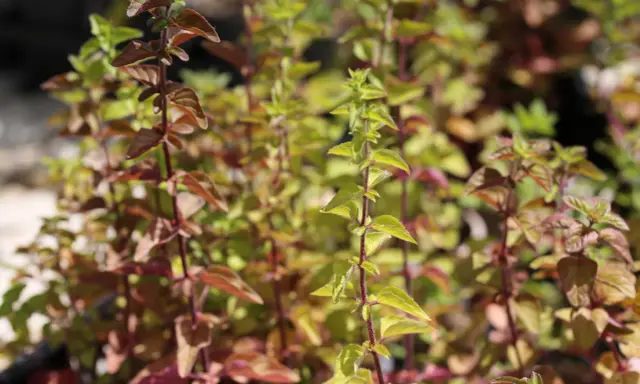 Plantes d'origanum majorana aux feuilles vertes et pourpres, avec des tiges rouges.
