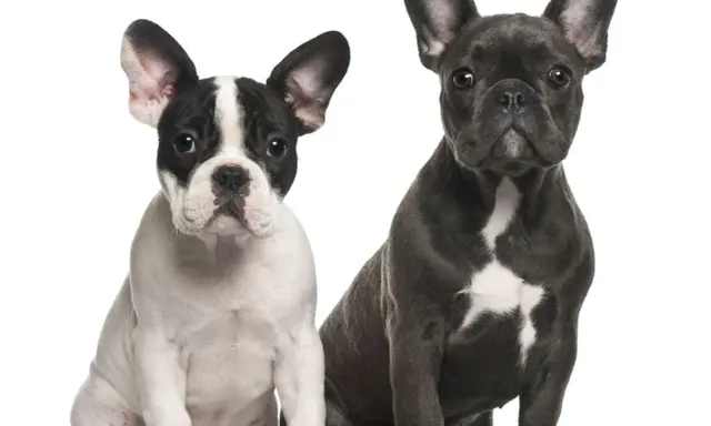 Dwa urocze buldogi francuskie, jeden czarno-biały, drugi szary. Warto pamiętać o potencjalnych buldog francuski choroby, by zapewnić im zdrowie.