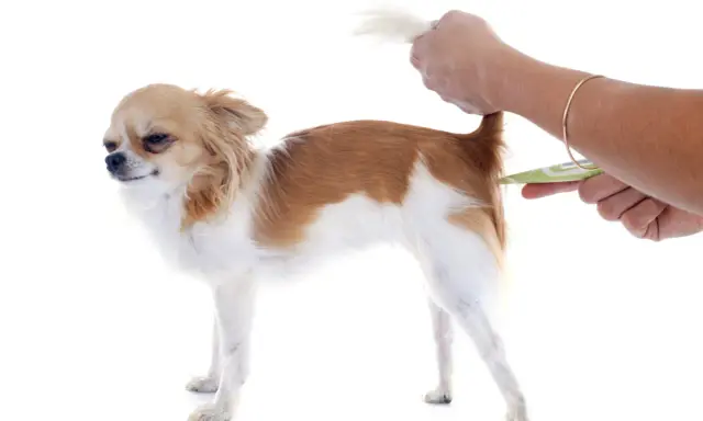 Chihuahua z podniesionym ogonem, podczas mierzenia temperatury u psa termometrem bezdotykowym.