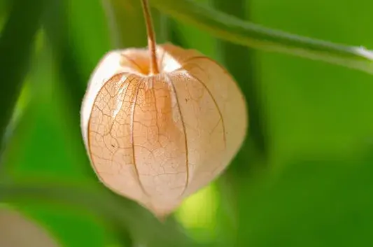 Un physalis annuel ou vivace, sa lanterne de papier orangée, délicatement veinée, se balance doucement sur sa tige.