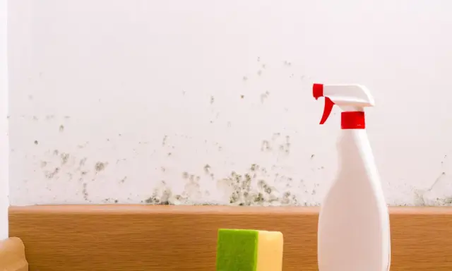 Schimmel an der Wand wird mit einem Sprühflaschenreiniger und einem Schwamm bekämpft. Essig gegen Schimmel ist eine natürliche Lösung.