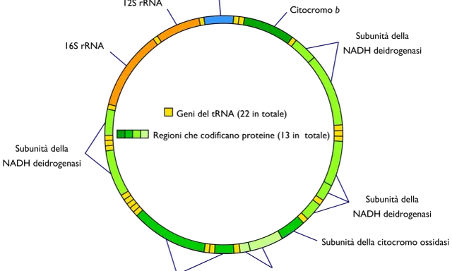 Schema circolare che illustra dove si trova il DNA mitocondriale, con geni per tRNA (giallo) e proteine (verde).