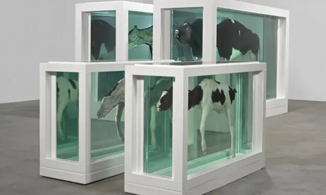 Vacas y terneros en tanques, una madre y su cría divididas por el arte.