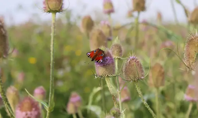 Ein Pfauenaugen-Schmetterling ruht auf einer Distelblüte. Die wilde Karde wirkt wie ein Magnet für diese farbenprächtigen Insekten.