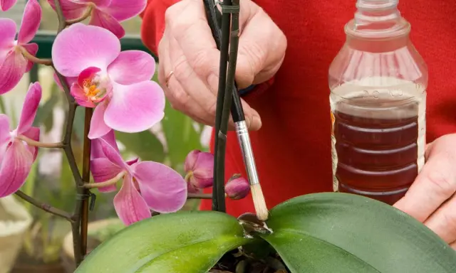 Traitement naturel contre la cochenille sur orchidée : une main applique un liquide avec un pinceau sur une feuille.