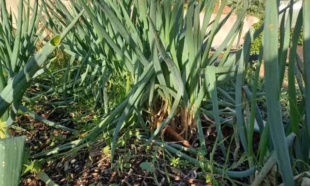 Gros plan sur un plant de ciboulette dans un jardin, les longues feuilles vertes se dressent fièrement.