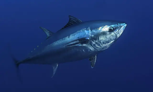 Un maestoso tonnetto rosso nuota nelle profondità blu dell'oceano, la sua pelle metallica riflette la luce.