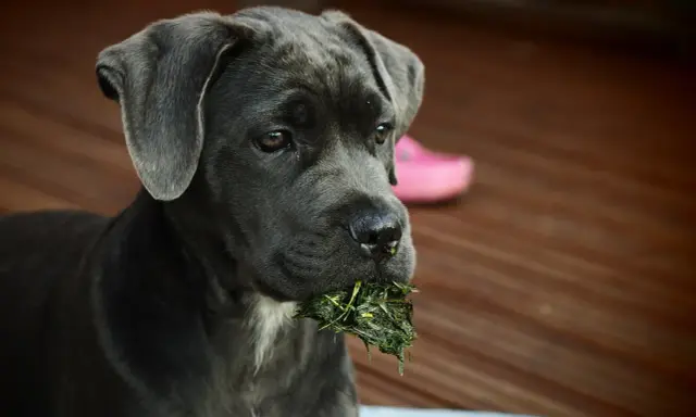 Młody cane corso italiano z trawą w pysku, siedzący na drewnianym tarasie.