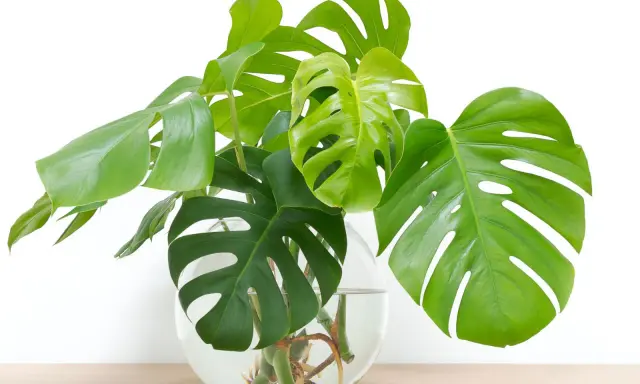 Monstera w szklanej wazie z wodą, pokazująca, jak rozmnożyć monsterę przez ukorzenianie łodyg.