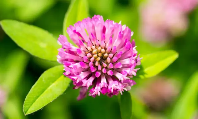 Nahaufnahme einer rosa Klee-Blüte. Manche glauben, Rotklee könnte bei der Gewichtszunahme helfen.