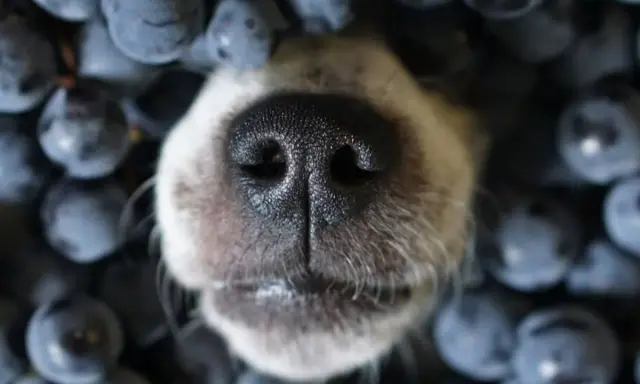 Nez de chien émergeant d'un tas de myrtilles.