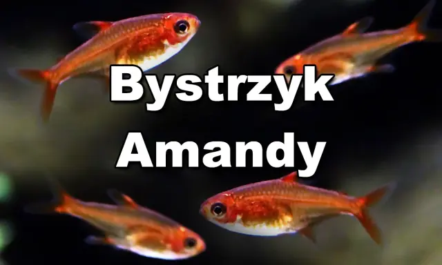 Bystrzyk Amandy: małe, pomarańczowe rybki akwariowe. Poznaj ich wymagania dotyczące hodowli.