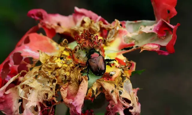 A Japanese beetle feasts on a damaged rose, highlighting the need to know how to get rid of Japanese beetles on roses.