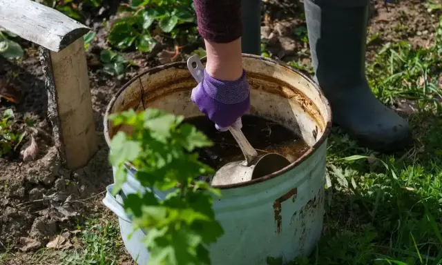 Ręka w fioletowej rękawiczce miesza łopatką płynny obornik koński w starej balii. Ogrodniczka w gumowcach przygotowuje nawóz.