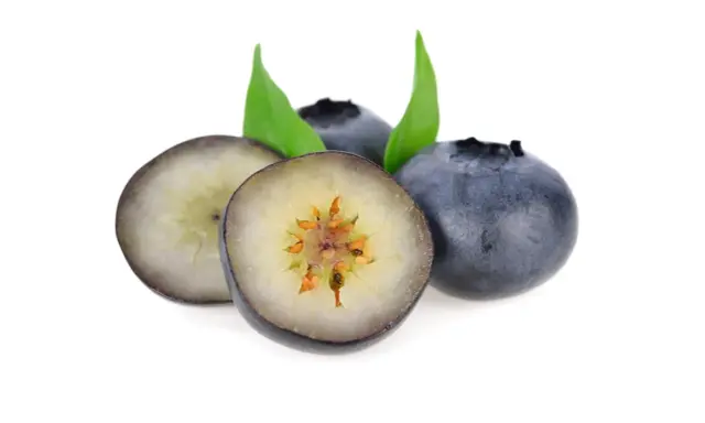 Frische Heidelbeeren, auch Blaubeeren genannt, mit grünen Blättern. Eine Blaubeere ist aufgeschnitten und zeigt ihr Inneres.