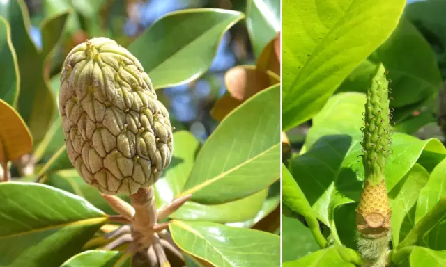 Zielone, łuskowate owocki magnolii otoczone błyszczącymi liśćmi.