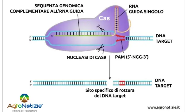 Le forbici molecolari Cas9 tagliano il DNA target guidate da un RNA, creando una rottura specifica.