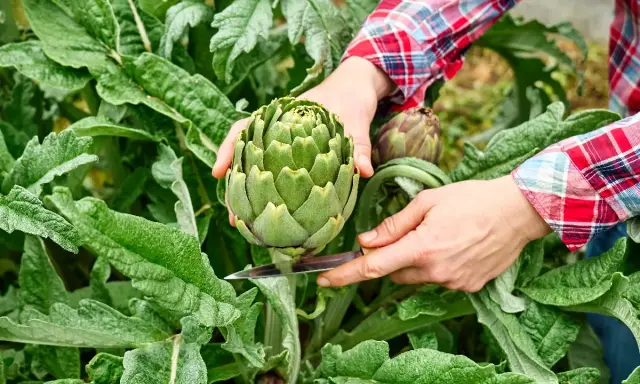 Main d'un jardinier coupant un artichaut vert. Une astuce pour savoir comment enlever les pucerons sur les artichauts : inspectez bien les feuilles.
