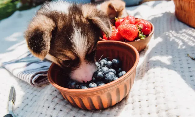 Szczeniak Corgi wącha miseczkę z borówkami, zastanawiając się, czy pies może jeść borówki. Obok miseczka z truskawkami.