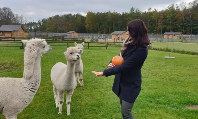 Miła pani karmi alpaki dynią na terenie **dobronianki - mini zoo, agroturystyka**.