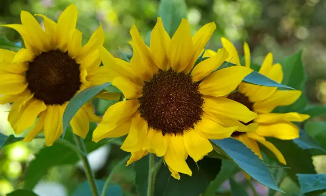 Bright yellow sunflowers in bloom, showcasing various types with their dark centers and vibrant petals against a soft green background.