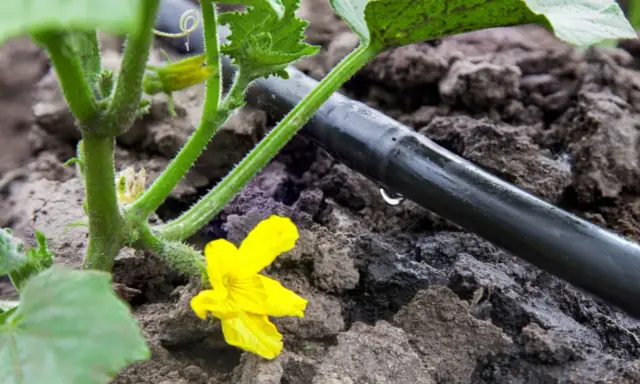 Zielony pęd ogórka z żółtym kwiatem i maleńkim owocem, obok czarna rurka z kroplami wody – to efektywne podlewanie kropelkowe.