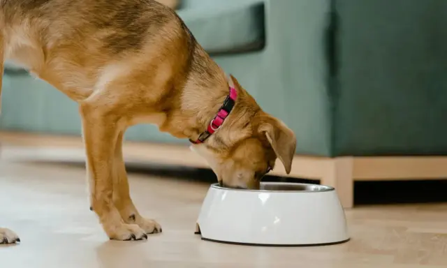 Un chien mange dans sa gamelle. Il apprécie son repas, peut-être enrichi de legume pour chien.