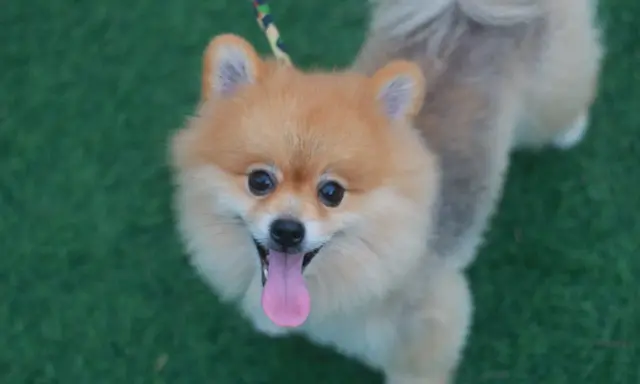 En glad pomeranian på grön matta, perfekt för den som trotsar sin pomeranian allergi för att njuta av en söt hund.