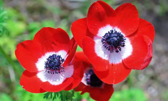 Trois anémones aux pétales rouge vif, un cœur blanc et un centre noir profond. Une grosse fleur rouge qui attire le regard.