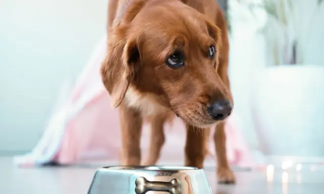 Chien brun regardant une gamelle vide, pensant aux aliments interdits pour insuffisance rénale chien.