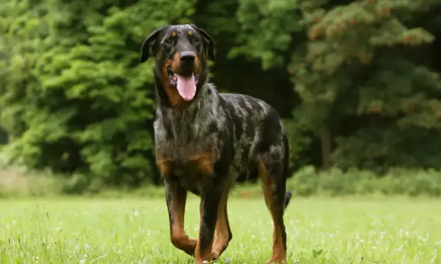 Piękny owczarek francuski beauceron z merle umaszczeniem, z językiem na wierzchu, biegnie po zielonej łące.