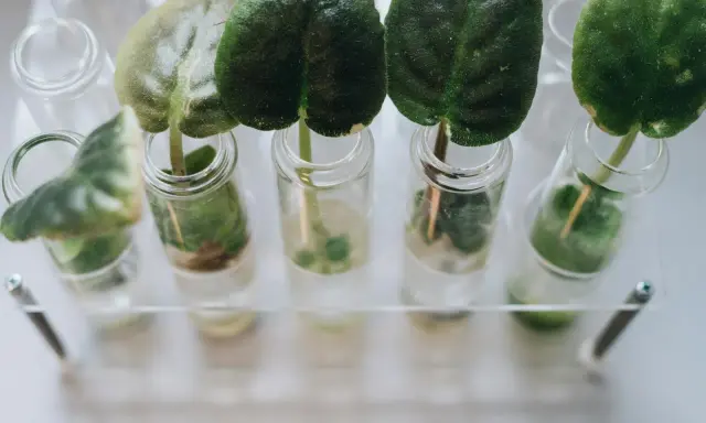 Des feuilles vertes dans des éprouvettes remplies de solution nutritive hydroponie, prêtes à pousser.