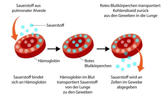 Rotes Blutkörperchen nimmt Sauerstoff auf, transportiert ihn zu den Geweben und gibt ihn ab. Zu viel Sauerstoff im Blut ist nicht gut.