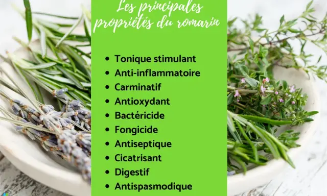 Plante aromatique aux multiples bienfaits, le romarin est tonique, anti-inflammatoire et digestif. Ses propriétés sont détaillées sur fond vert.
